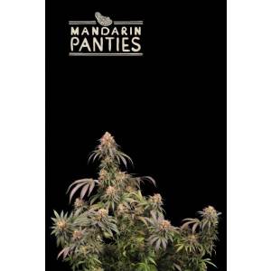 Seedstockers - Superior Mandarin Panties