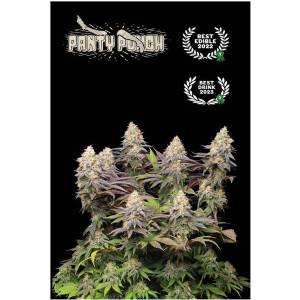 Seedstockers - Superior Panty Punch