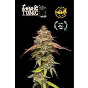 Seedstockers - Superior Terp & Tonic