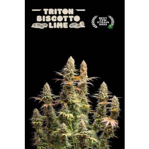 Seedstockers - Superior Triton Biscotto Lime