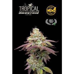 Seedstockers - Superior Tropical Zmoothie