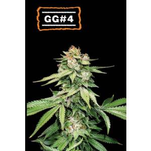 Seedstockers - GG4 - auto