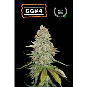 Seedstockers - GG4 - fem