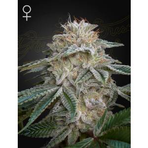 Green House - Super Lemon Haze x GMO