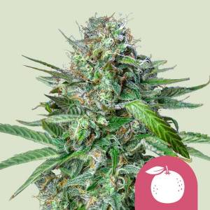 Royal Queen Seeds - Tangie - 1 fem