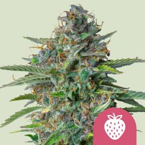 Royal Queen Seeds - Strawberry Cough - 3 fem