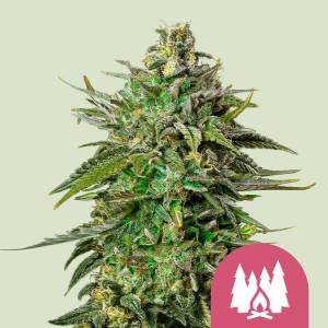 Royal Queen Seeds - Larry OG - 10 fem
