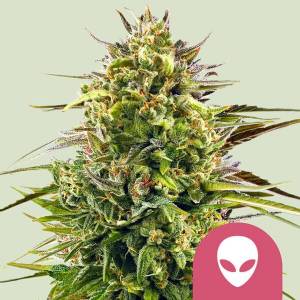 Royal Queen Seeds - Alien OG - 10 fem