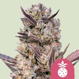 Royal Queen Seeds - Tropicanna Cookies Purple - 3 fem