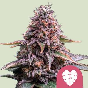 Royal Queen Seeds - Pink Mist - 3 fem