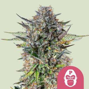 Royal Queen Seeds - Pink Gorilla - 5 fem