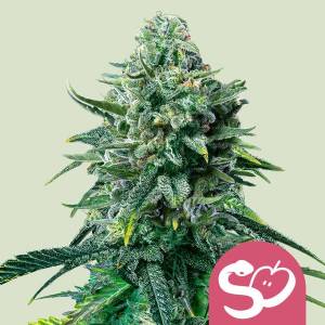 Royal Queen Seeds - Forbidden Fruit - 10 fem