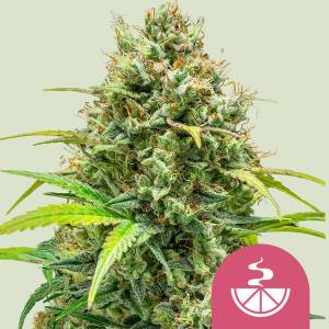 Royal Queen Seeds - Lemon Skun - 1 fem
