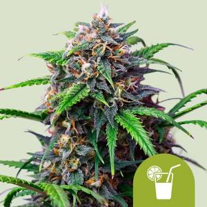 Royal Queen Seeds - Auto Purple Lemonade - 5 auto