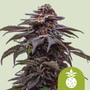 Royal Queen Seeds - Auto Tropicanna Cookies Purple - 5 auto