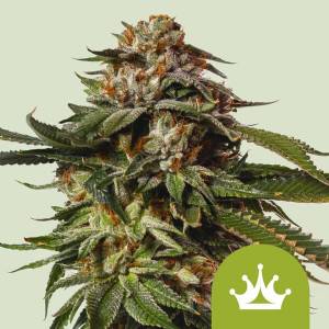 Royal Queen Seeds - Auto Special Queen 1 - 1 auto