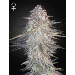 Green House Seeds - Super Lemon Haze x Pink Candy