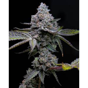 Barney s Farm - Apple Fritter - fem