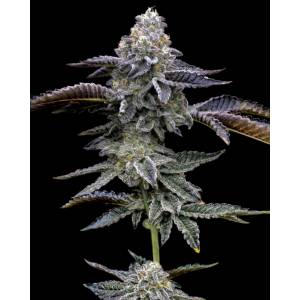 Barney s Farm - Blue Dream - fem