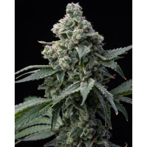 Barney s Farm - Bruce Banner - fem