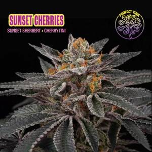 Perfect Tree - Sunset Cherries - 6 Fem