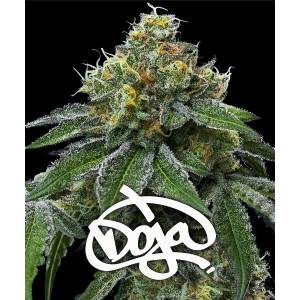 Barney s Farm - RS11 x Banana OG