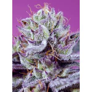 Sweet Seeds - Diablo’s Delight XL Auto