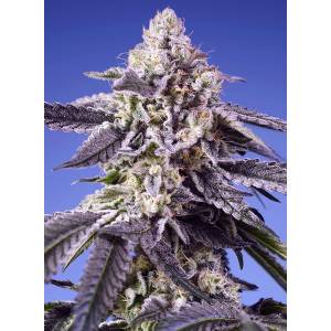 Sweet Seeds - Permanent Jealousy XL Auto