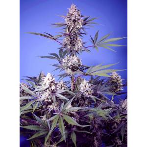 Sweet Seeds - Mental Rainbow F1 Fast Version