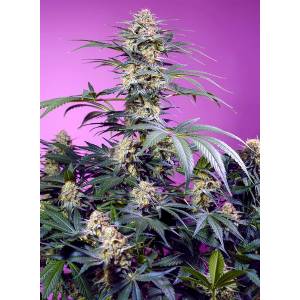 Sweet Seeds - Monster Maker fem