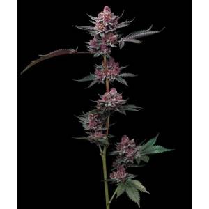 Barney s Farm - Cherry Poppers fem