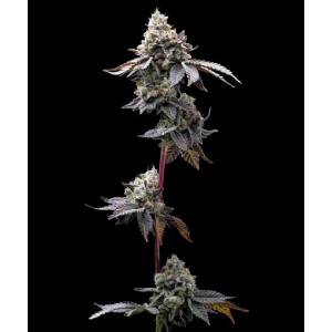 Barney s Farm - GMO Cookies fem