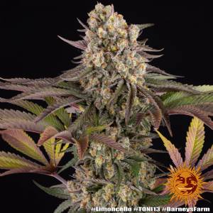 Barney s Farm - Limoncello fem