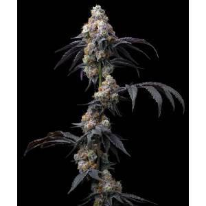 Barney s Farm - Rainbow Sherbet fem