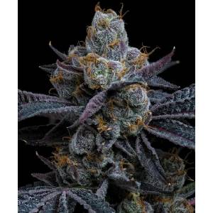 Barney s Farm - White Runtz fem