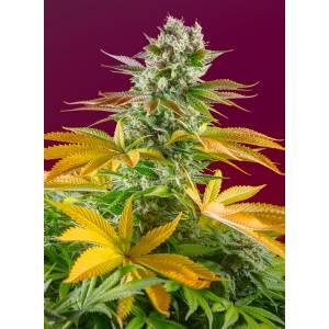 Sweet Seeds - Gorilla Girl F1 Fast Version 25 fem