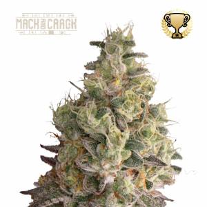 Seedstockers - Mack and Crack auto 3+2