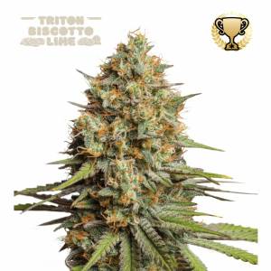 Seedstockers - Triton Biscotto Lime auto 3+2