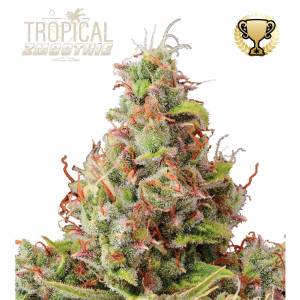 Seedstockers - Tropical Zmoothie auto 3+2