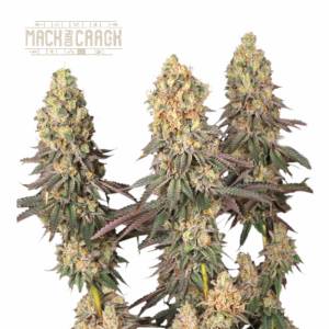 Seedstockers - Mack and Crack fem 3+2