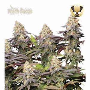 Seedstockers - Panty Punch fem 3+2