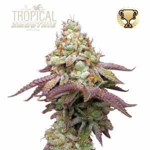 Seedstockers - Tropical Zmoothie fem 3+2