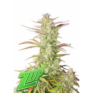 Fast Buds - Z-Up Auto