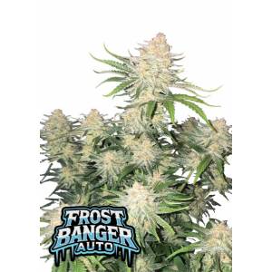 Fast Buds - Frostbanger Auto
