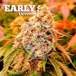 Delicious Seeds - Sunday Punch Early Version