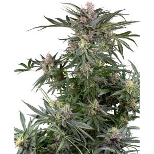 Sensi Seeds Research - Dosimosa