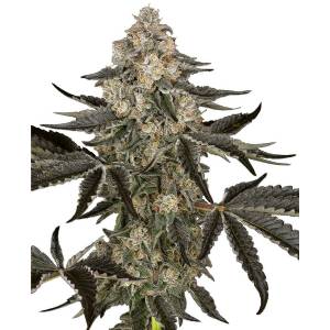 Sensi Seeds Research - Sauvignon Blanc Auto