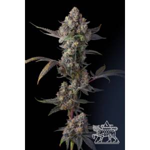 Compound Genetics - Jet Puft - 5 fem