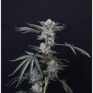 Compound Genetics - Luxar-Dos - 5 fem