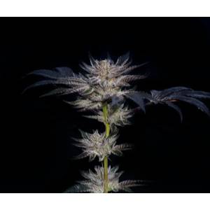 Compound Genetics - Slipstream - 5 fem